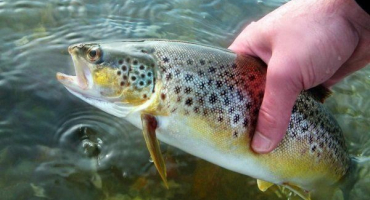 Jak chovat pstruhy doma?